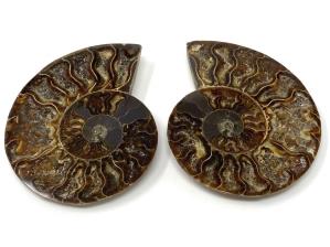 Ammonite Pair 10cm | Image 2