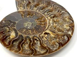 Ammonite Pair 10cm | Image 3