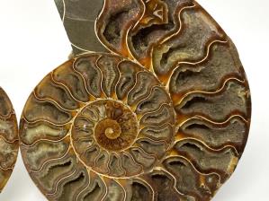 Ammonite Pair Large 20cm  | Image 4