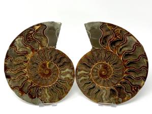 Ammonite Pair Large 20cm  | Image 2