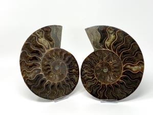 Ammonite Pair Large 20cm | Image 5
