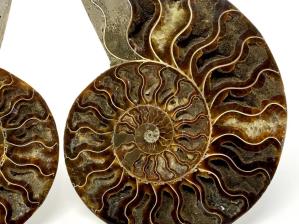 Ammonite Pair Large 20cm | Image 4
