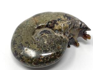Ammonite Desmoceras 7.7cm | Image 3