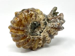 Ammonite Douvilleiceras 7.4cm | Image 4