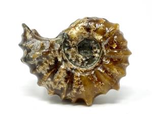 Ammonite Douvilleiceras 7.4cm | Image 3