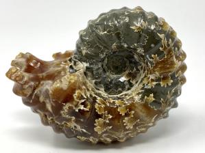 Ammonite Douvilleiceras 8.3cm | Image 4
