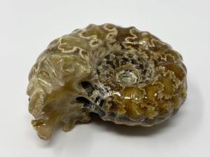 Ammonite Douvilleiceras 6.4cm | Image 2