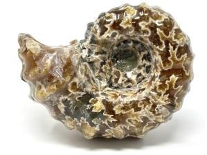 Ammonite Douvilleiceras 6.9cm | Image 2