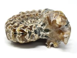 Ammonite Douvilleiceras 6.9cm | Image 3