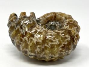 Ammonite Douvilleiceras 6.9cm | Image 2