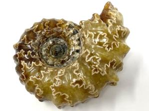Ammonite Douvilleiceras 7cm | Image 2