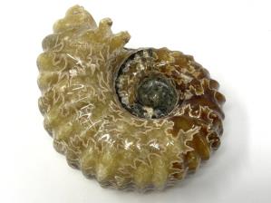 Ammonite Douvilleiceras Large 9.4cm | Image 2