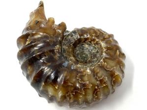 Ammonite Douvilleiceras 7cm | Image 2