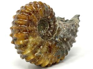 Ammonite Douvilleiceras Large 12.2cm | Image 3