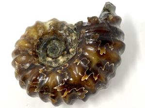 Ammonite Douvilleiceras 6.8cm | Image 4