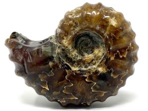 Ammonite Douvilleiceras 6.8cm | Image 2