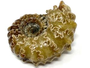Ammonite Douvilleiceras 7cm | Image 3