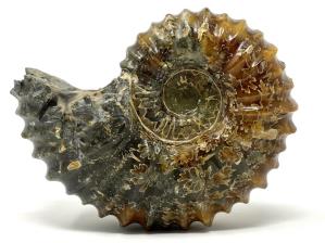 Ammonite Douvilleiceras Large 12.2cm | Image 2