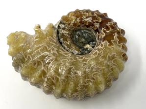 Ammonite Douvilleiceras Large 9.4cm | Image 3