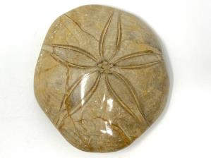 Echinoid Fossil 9.1cm | Image 2