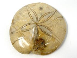 Echinoid Fossil 7cm | Image 2