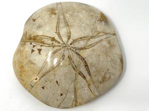 Echinoid Fossil 8.3cm | Image 2