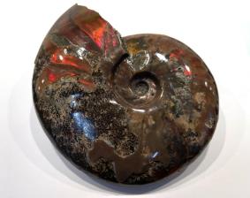 Ammonite Red Iridescent Large 16cm | Image 2