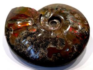 Ammonite Red Iridescent Large 16cm | Image 6