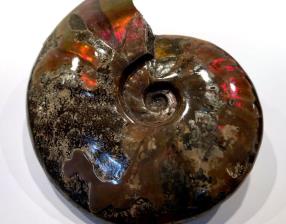 Ammonite Red Iridescent Large 16cm | Image 3
