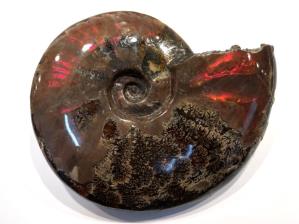 Ammonite Red Iridescent Large 16cm | Image 7