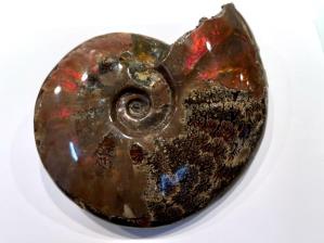 Ammonite Red Iridescent Large 16cm | Image 5