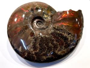 Ammonite Red Iridescent Large 16cm | Image 4