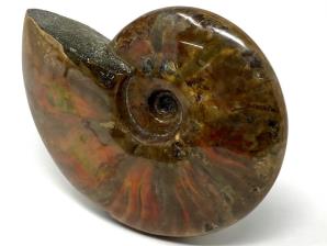 Ammonite Red Iridescent Large 13.3cm | Image 10