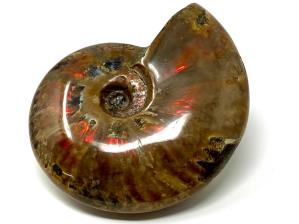 Ammonite Red Iridescent Large 13.3cm | Image 12