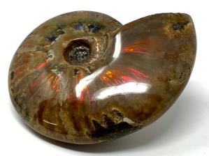 Ammonite Red Iridescent Large 13.3cm | Image 13