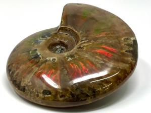 Ammonite Red Iridescent Large 13.3cm | Image 15