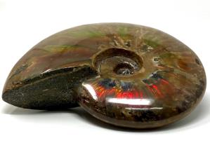 Ammonite Red Iridescent Large 13.3cm | Image 18
