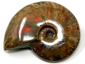 Ammonite Red Iridescent Large 13.3cm | Image 19