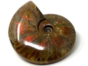 Ammonite Red Iridescent Large 13.3cm | Image 3