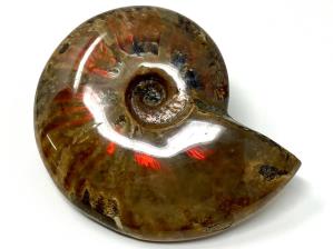 Ammonite Red Iridescent Large 13.3cm | Image 20
