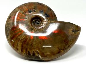Ammonite Red Iridescent Large 13.3cm | Image 21