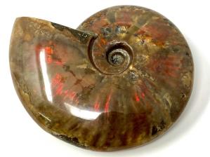 Ammonite Red Iridescent Large 13.3cm | Image 9
