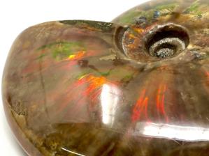 Ammonite Red Iridescent Large 13.3cm | Image 5