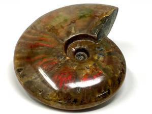 Ammonite Red Iridescent Large 13.3cm | Image 6