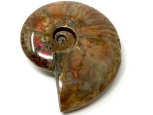 Ammonite Red Iridescent Large 13.3cm | Image 7