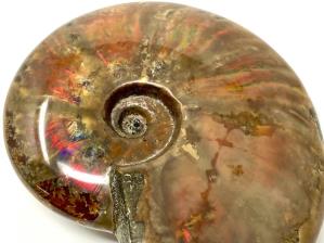 Ammonite Red Iridescent Large 13.3cm | Image 8