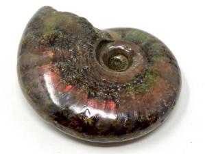 Ammonite Red Iridescent 5.1cm | Image 2