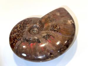 Ammonite Red Iridescent 8.5cm | Image 4