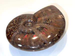 Ammonite Red Iridescent 8.5cm | Image 5