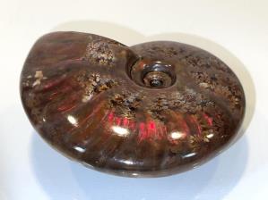 Ammonite Red Iridescent 8.5cm | Image 2